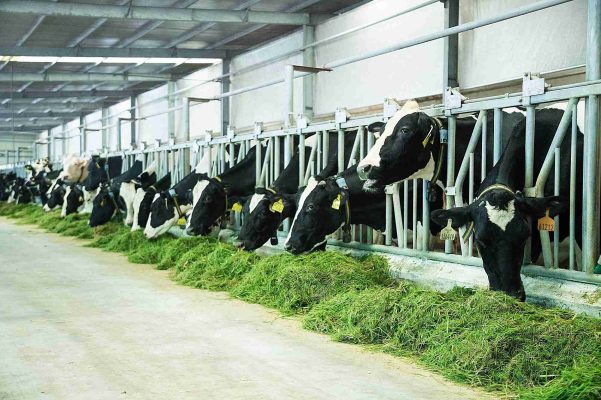 Chăn nuôi bò sữa là một công việc đòi hỏi sự chăm chỉ và trách nhiệm