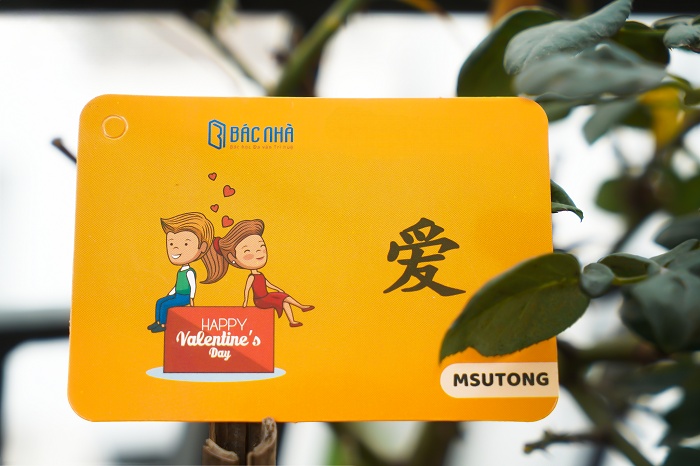 Bộ KatchUp Flashcard 3000 Từ vựng tiếng Trung A 